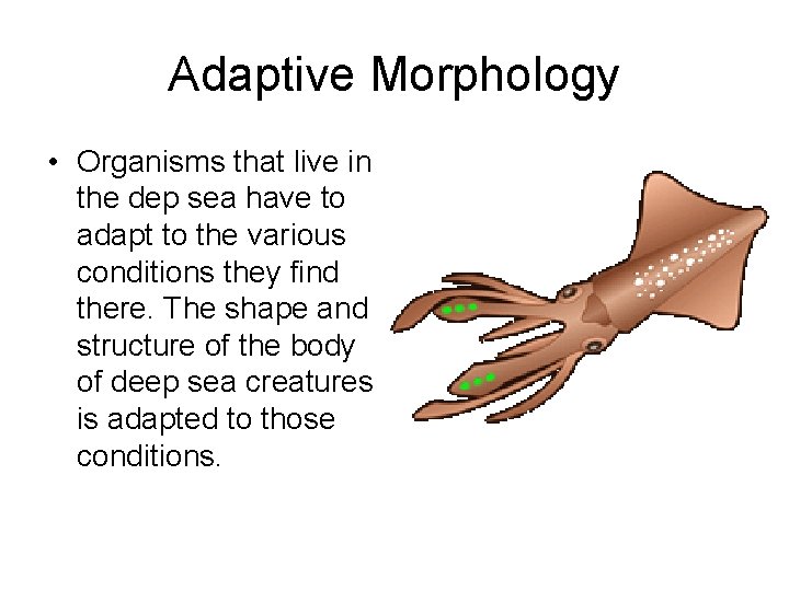 Adaptive Morphology • Organisms that live in the dep sea have to adapt to