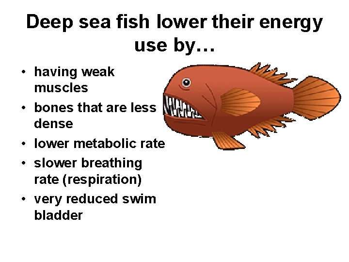 Deep sea fish lower their energy use by… • having weak muscles • bones