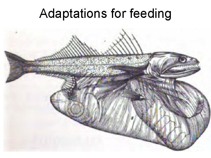 Adaptations for feeding 