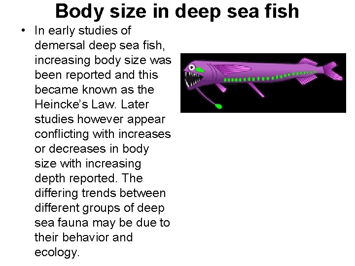 Body size in deep sea fish • In early studies of demersal deep sea