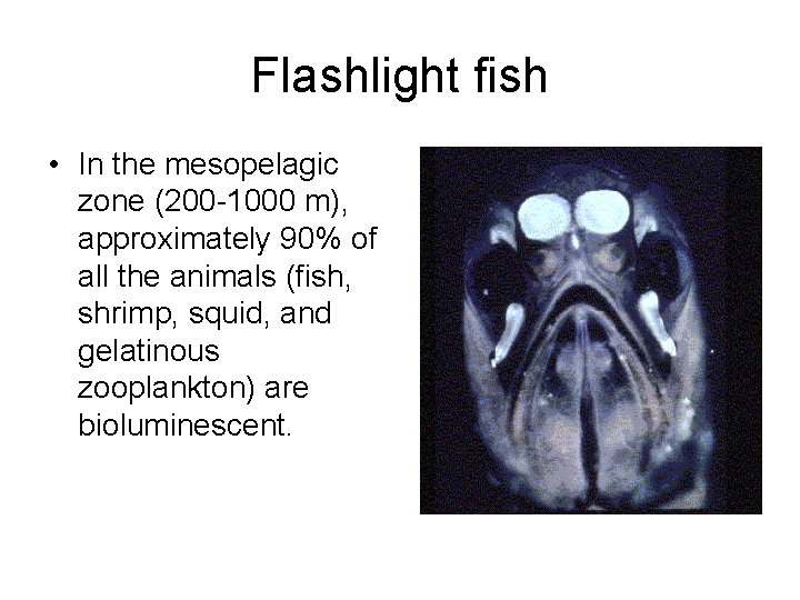 Flashlight fish • In the mesopelagic zone (200 -1000 m), approximately 90% of all