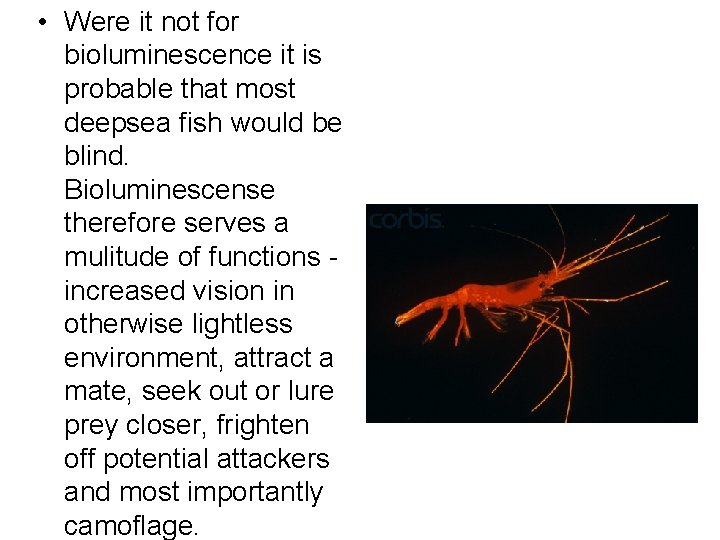  • Were it not for bioluminescence it is probable that most deepsea fish