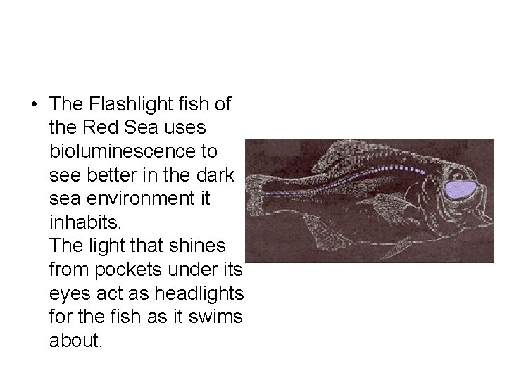  • The Flashlight fish of the Red Sea uses bioluminescence to see better