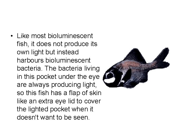  • Like most bioluminescent fish, it does not produce its own light but