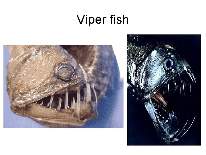 Viper fish 