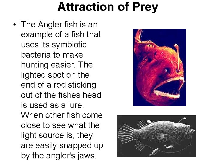 Attraction of Prey • The Angler fish is an example of a fish that