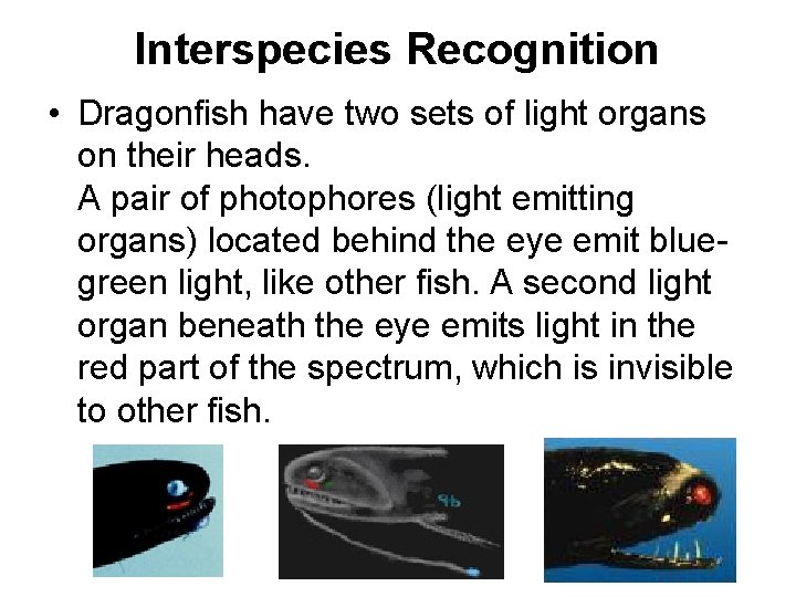 Interspecies Recognition • Dragonfish have two sets of light organs on their heads. A