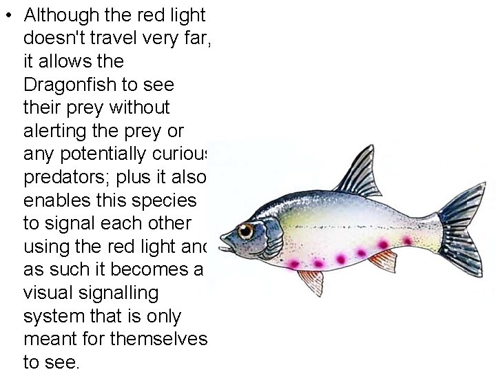  • Although the red light doesn't travel very far, it allows the Dragonfish