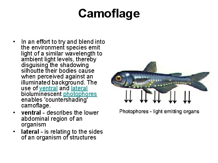 Camoflage • In an effort to try and blend into the environment species emit