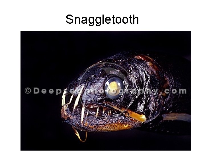 Snaggletooth 