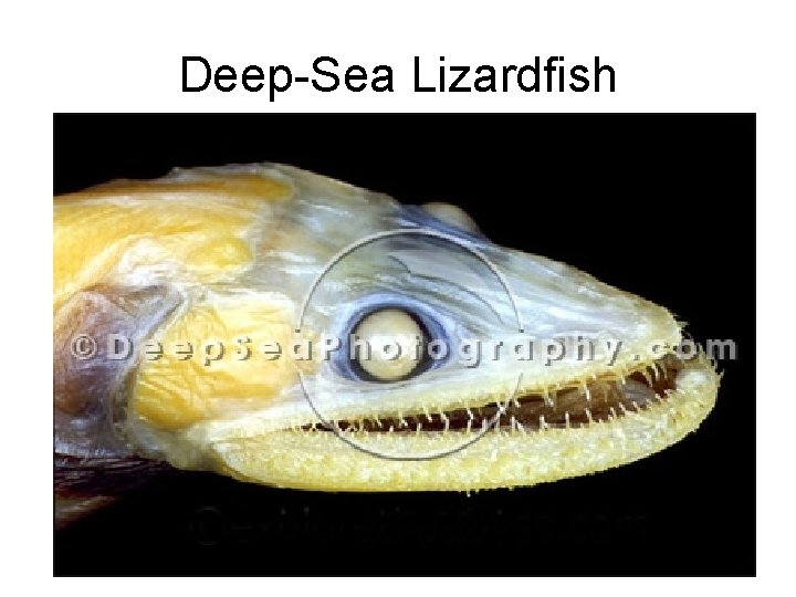 Deep-Sea Lizardfish 