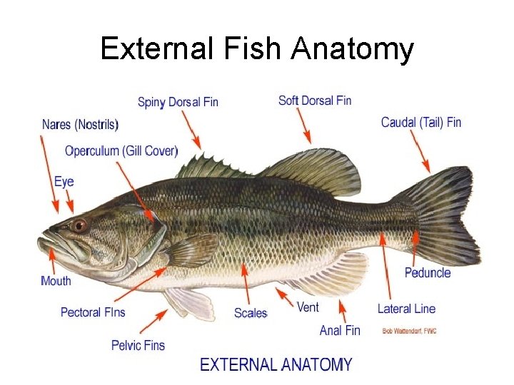 External Fish Anatomy 