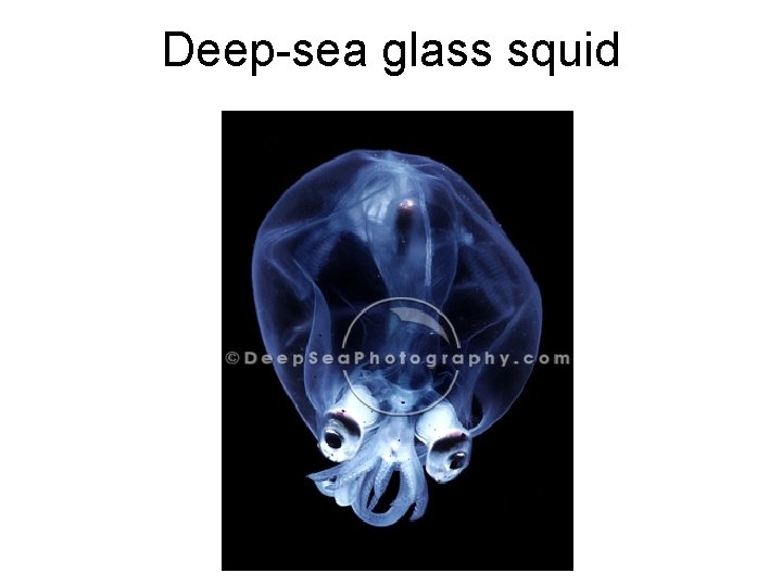 Deep-sea glass squid 