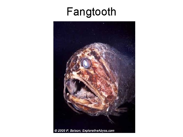 Fangtooth 