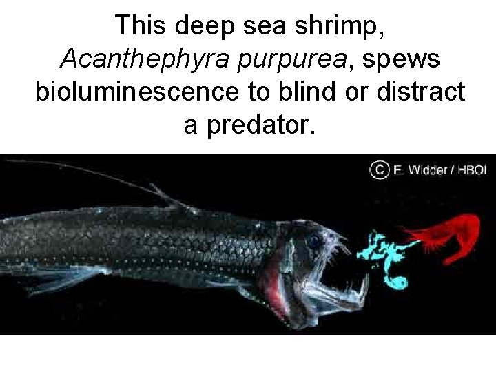 This deep sea shrimp, Acanthephyra purpurea, spews bioluminescence to blind or distract a predator.