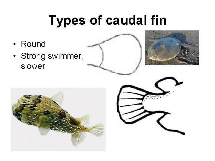 Types of caudal fin • Round • Strong swimmer, slower 