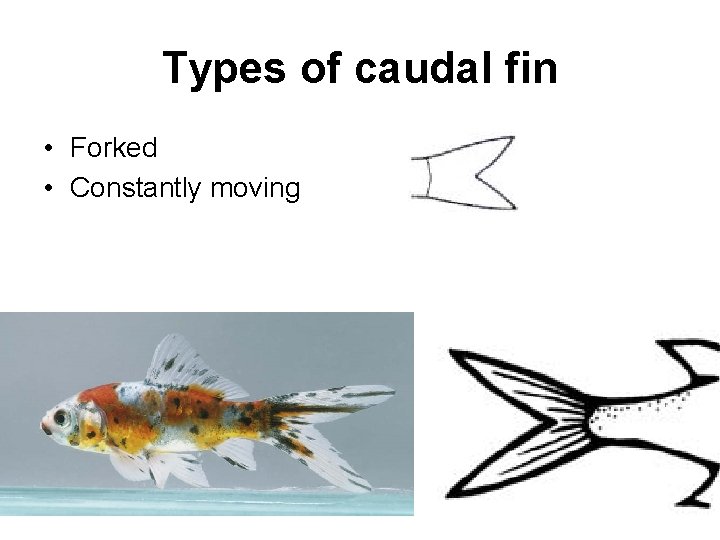 Types of caudal fin • Forked • Constantly moving 