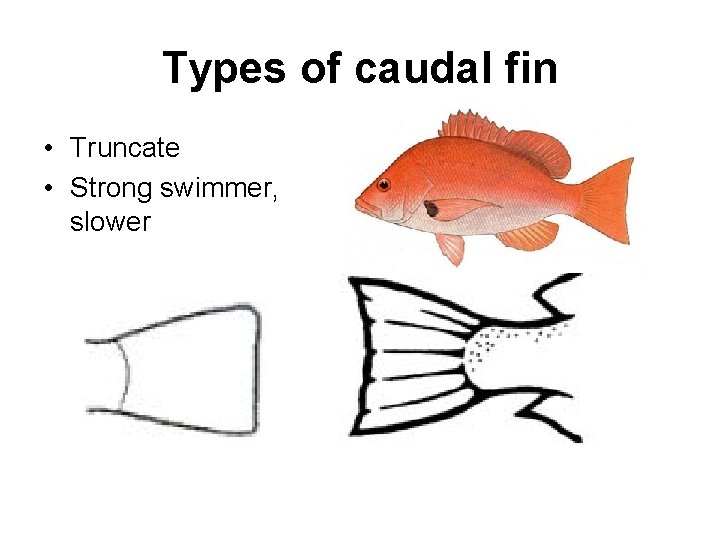 Types of caudal fin • Truncate • Strong swimmer, slower 
