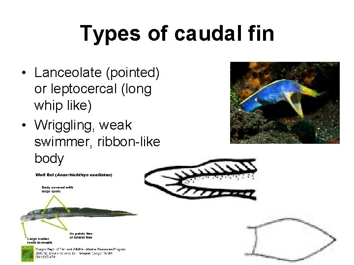 Types of caudal fin • Lanceolate (pointed) or leptocercal (long whip like) • Wriggling,