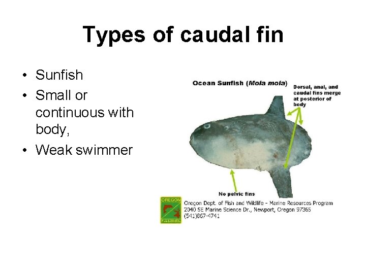 Types of caudal fin • Sunfish • Small or continuous with body, • Weak