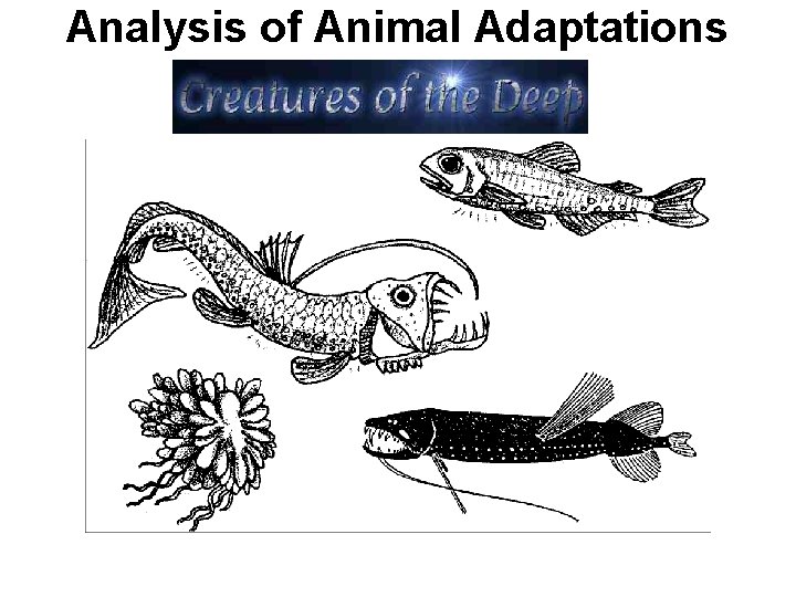 Analysis of Animal Adaptations 