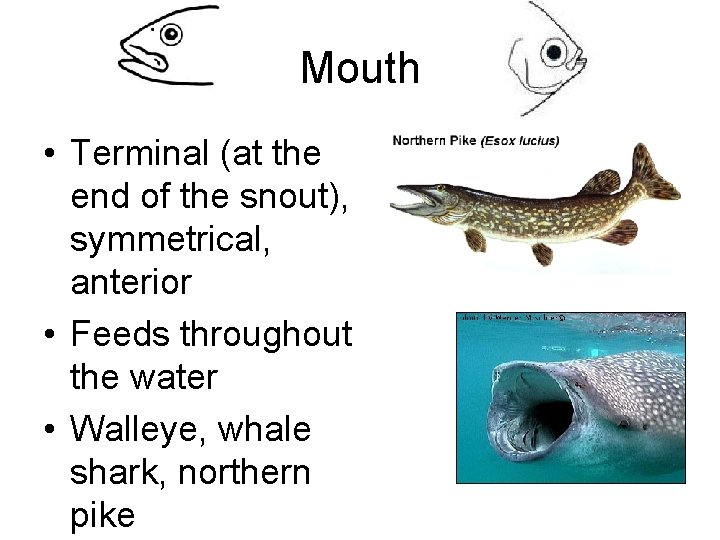 Mouth • Terminal (at the end of the snout), symmetrical, anterior • Feeds throughout