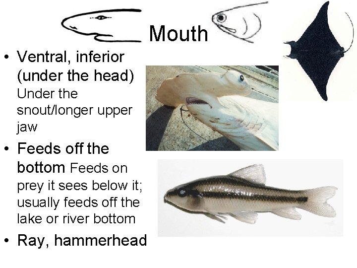 Mouth • Ventral, inferior (under the head) Under the snout/longer upper jaw • Feeds
