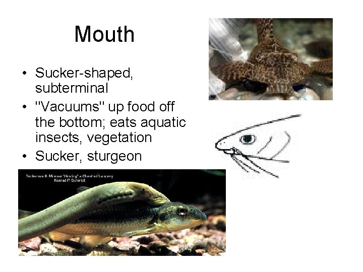 Mouth • Sucker-shaped, subterminal • "Vacuums" up food off the bottom; eats aquatic insects,