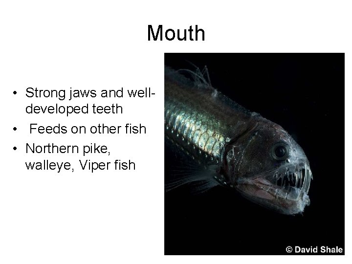 Mouth • Strong jaws and welldeveloped teeth • Feeds on other fish • Northern