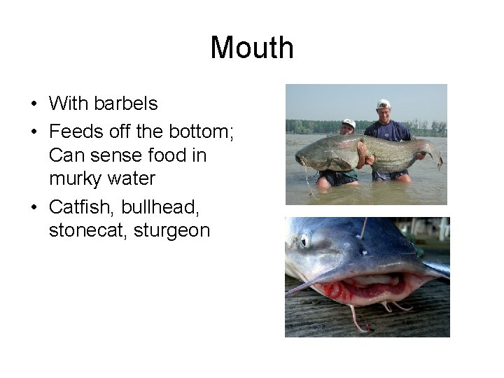 Mouth • With barbels • Feeds off the bottom; Can sense food in murky