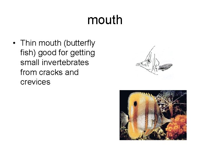 mouth • Thin mouth (butterfly fish) good for getting small invertebrates from cracks and