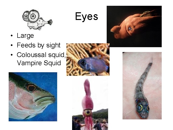 Eyes • Large • Feeds by sight • Coloussal squid, Vampire Squid 