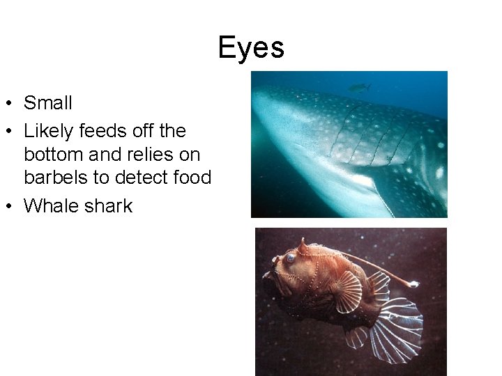 Eyes • Small • Likely feeds off the bottom and relies on barbels to