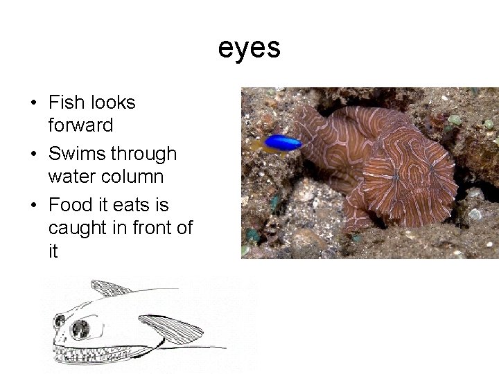 eyes • Fish looks forward • Swims through water column • Food it eats