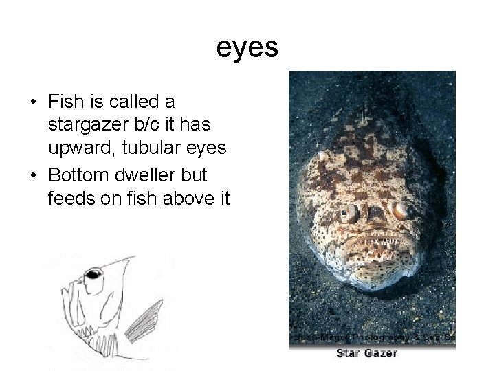 eyes • Fish is called a stargazer b/c it has upward, tubular eyes •