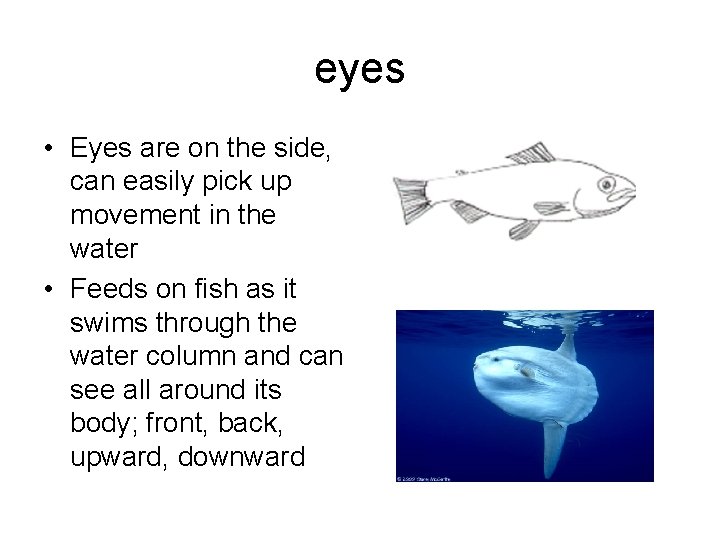 eyes • Eyes are on the side, can easily pick up movement in the