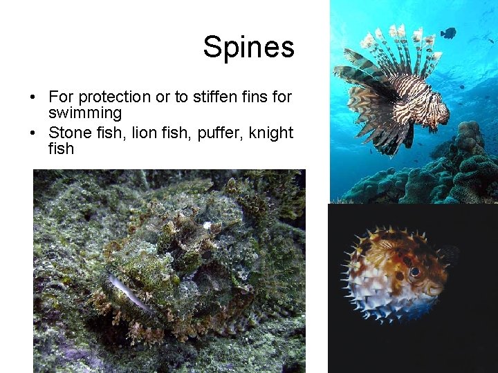 Spines • For protection or to stiffen fins for swimming • Stone fish, lion