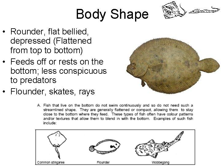 Body Shape • Rounder, flat bellied, depressed (Flattened from top to bottom) • Feeds