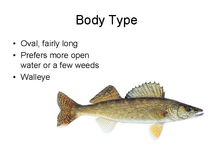 Body Type • Oval, fairly long • Prefers more open water or a few