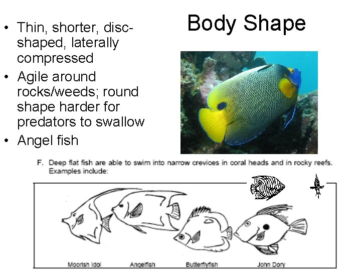  • Thin, shorter, discshaped, laterally compressed • Agile around rocks/weeds; round shape harder