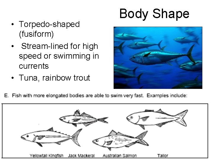  • Torpedo-shaped (fusiform) • Stream-lined for high speed or swimming in currents •