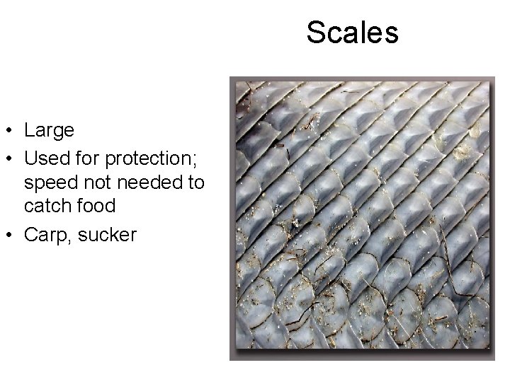 Scales • Large • Used for protection; speed not needed to catch food •
