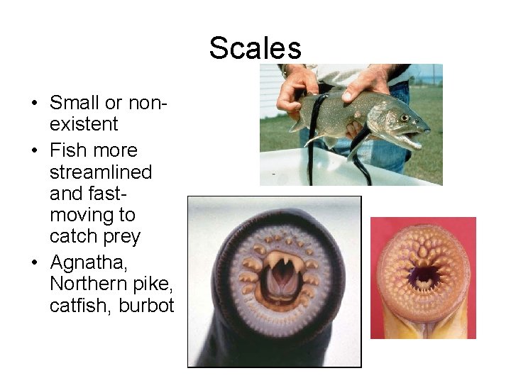 Scales • Small or nonexistent • Fish more streamlined and fastmoving to catch prey