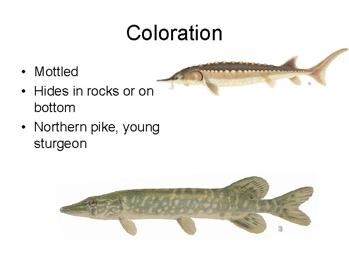 Coloration • Mottled • Hides in rocks or on bottom • Northern pike, young