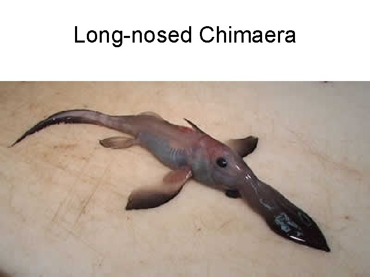 Long-nosed Chimaera 