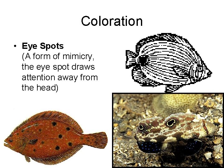 Coloration • Eye Spots (A form of mimicry, the eye spot draws attention away