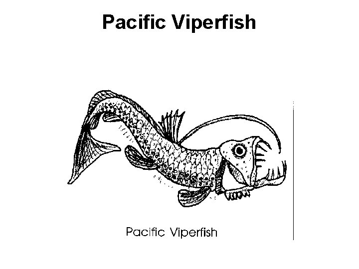 Pacific Viperfish 