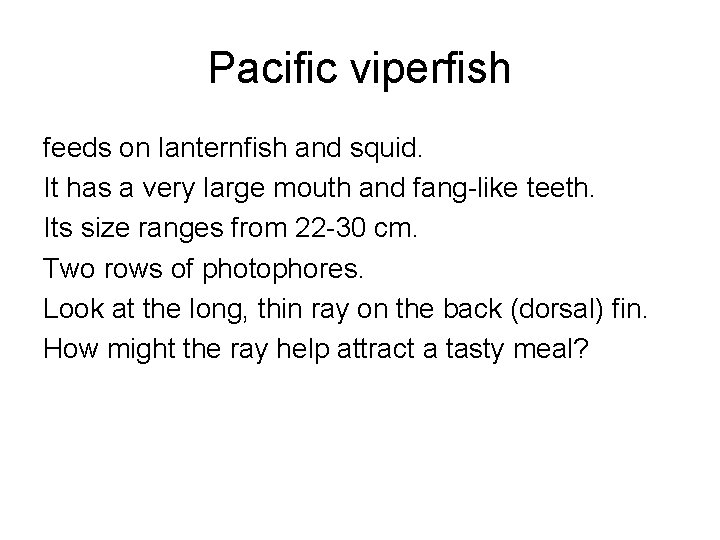 Pacific viperfish feeds on lanternfish and squid. It has a very large mouth and