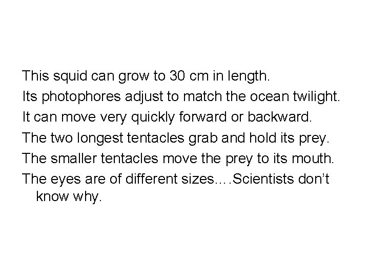 This squid can grow to 30 cm in length. Its photophores adjust to match