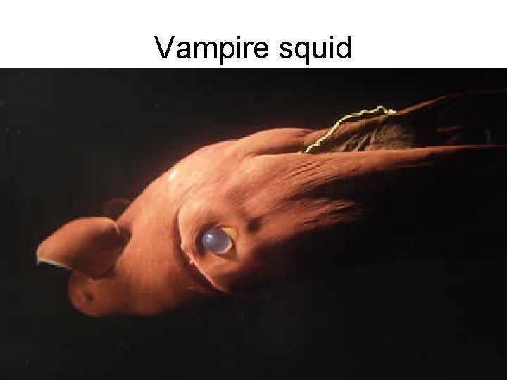 Vampire squid 